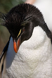 Picture 'Ant1_1_0251 Rockhopper Penguin, West Point, Falkland Islands, Antarctica and sub-Antarctic islands'